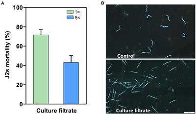 Biocontrol efficacy of Bacillus velezensis strain YS-AT-DS1 against the root-knot nematode Meloidogyne incognita in tomato plants